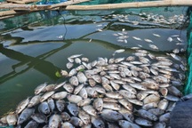 Cá chết nổi trắng lồng bè, nông dân thất thần không cứu nổi sản nghiệp