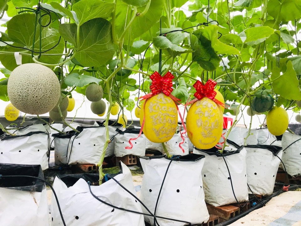 Vườn dưa lưới toàn trái khủng của nữ nhân viên văn phòng ở Kiên Giang - 10