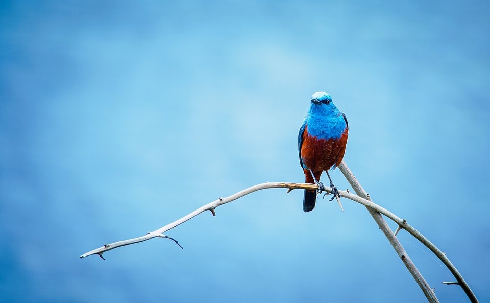 Ảnh đẹp nhất về động vật trong năm 2020 gọi tên nhiếp ảnh gia Việt Nam - 3