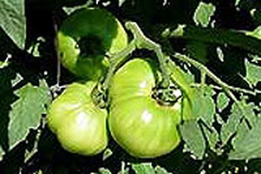 Ăn cà chua xanh dễ ngộ độc