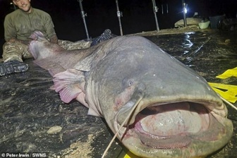 Câu được con cá trê dài gần 3m nặng 117kg, cần thủ suýt bị lôi xuống nước