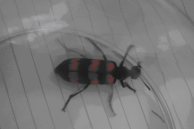 Nhầm sâu độc là bọ xít, hai người tử vong