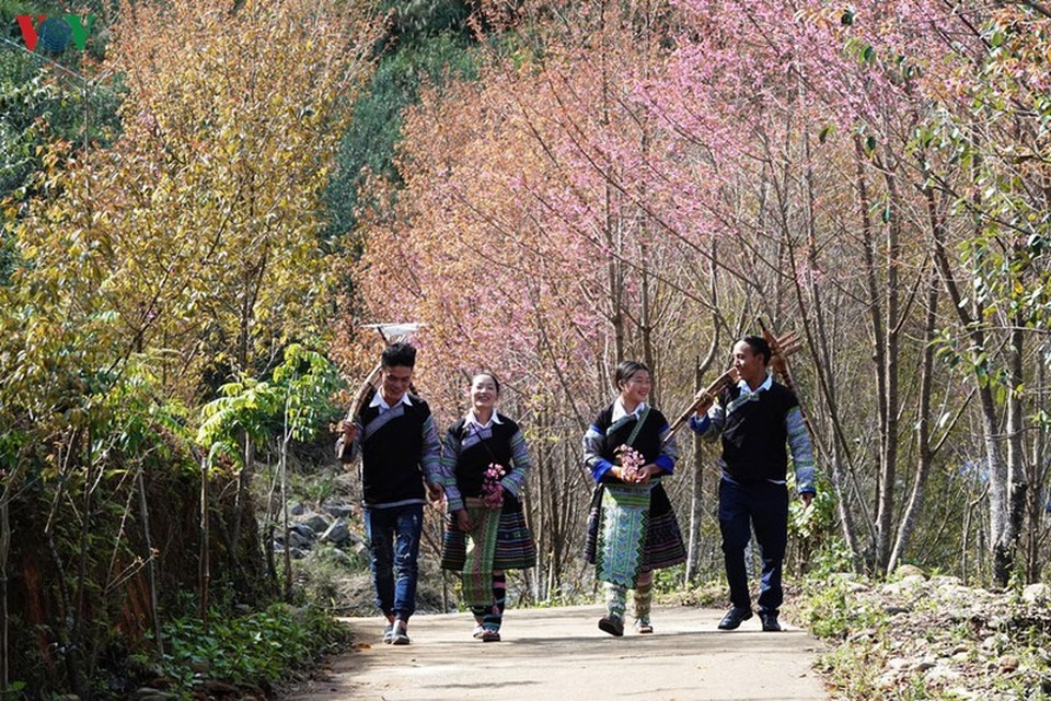 Hoa đào bừng sáng trời đông Mù Cang Chải - 16