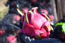 Trung Quốc tự trồng thanh long, sầu riêng, hàng Việt bị cạnh tranh gay gắt