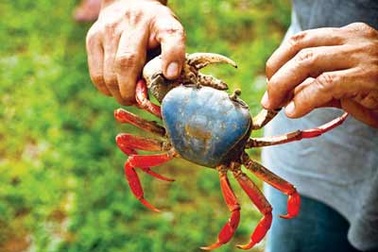 Ai không nên ăn cua đồng?