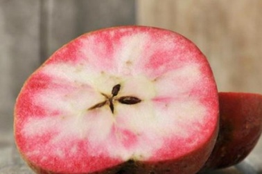 Mê mẩn loại táo Mỹ lạ..."xanh vỏ - hồng lòng" siêu dễ thương