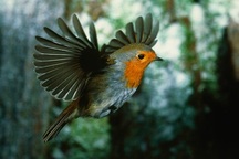 Bí ẩn "giác quan lượng tử" của loài chim