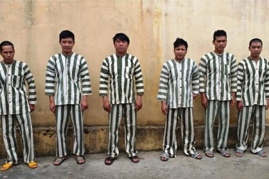 Bắt 6 đối tượng khai thác nhiều cây gỗ hương quý