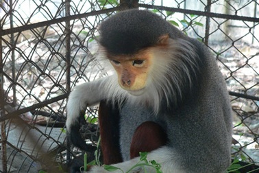 Voọc Chà Vá bất ngờ chạy vào sân nhà dân