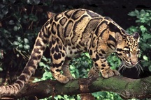 Loài báo đẹp và quý hiếm, được pháp luật Việt Nam bảo vệ nghiêm ngặt