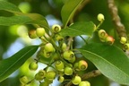 Nhà khoa học Việt nhận bằng độc quyền về lá vối: Thứ tạo ra là gì?