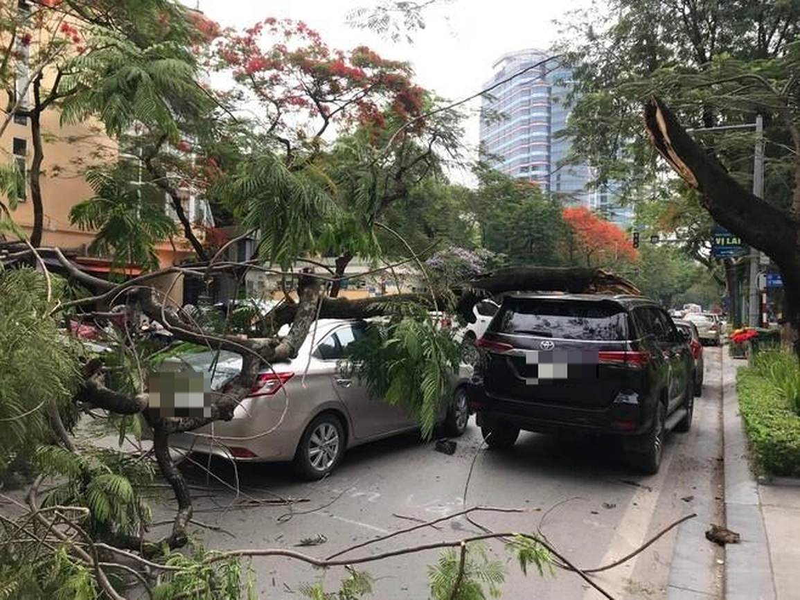 Cây phượng cổ thụ đổ đè trúng 2 ô tô trên phố Hà Nội - 1 Cây phượng cổ thụ đổ đè trúng 2 ô tô trên phố Hà Nội - 1
