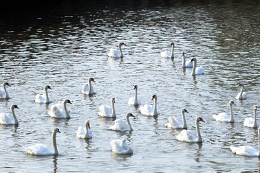 Người dân đổ xô ngắm 65 đôi thiên nga mới thả thêm xuống sông Tam Bạc