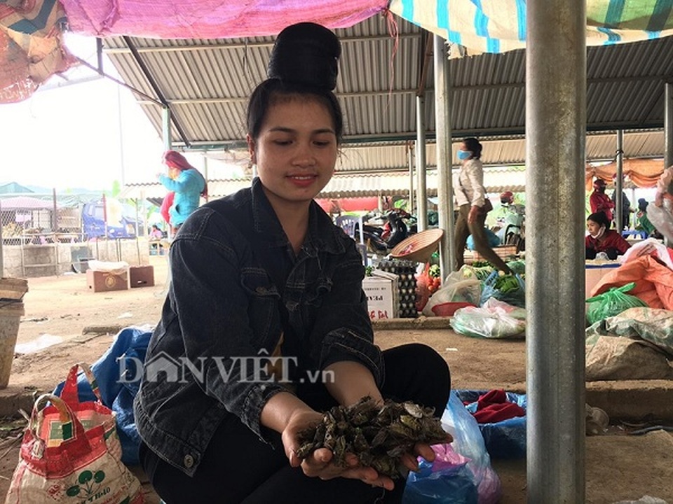 Kiếm bộn tiền nhờ bắt ve sầu đầu hè làm món nhậu - 5 Kiếm bộn tiền nhờ bắt ve sầu đầu hè làm món nhậu - 5