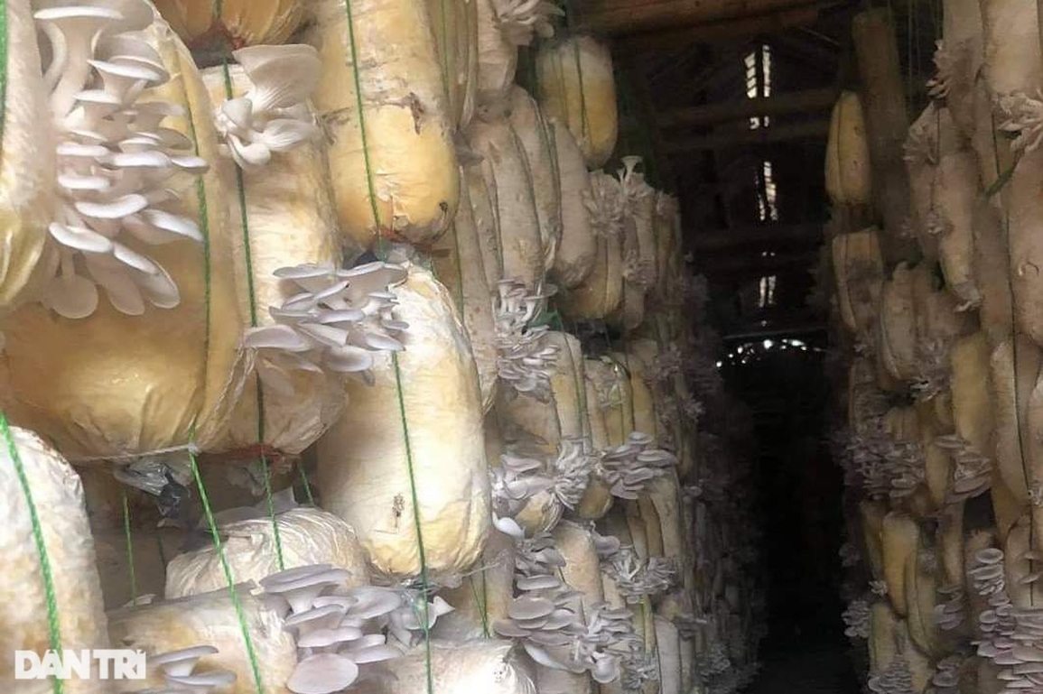 Trồng loại cây 30 ngày thu hoạch, nông dân mát tay thu lãi - 2 Trồng loại cây 30 ngày thu hoạch, nông dân mát tay thu lãi - 2