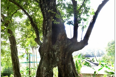 Sự tích về “Cây thị ăn thề”