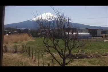 Hoa anh đào bừng nở ở Kawaguchiko - một trong 5 hồ nước ngọt nổi tiếng tại núi Phú Sỹ