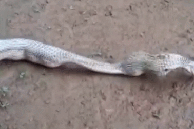 Rắn hổ mang chúa “trả giá” vì tham ăn