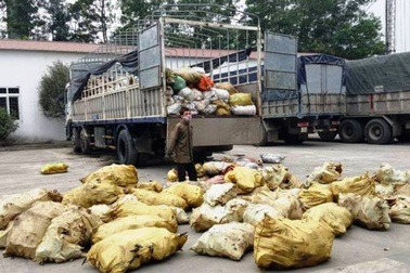 Chặn 1,4 tấn mỡ bẩn, xương, da trâu bò thối trên đường ra Hà Nội tiêu thụ