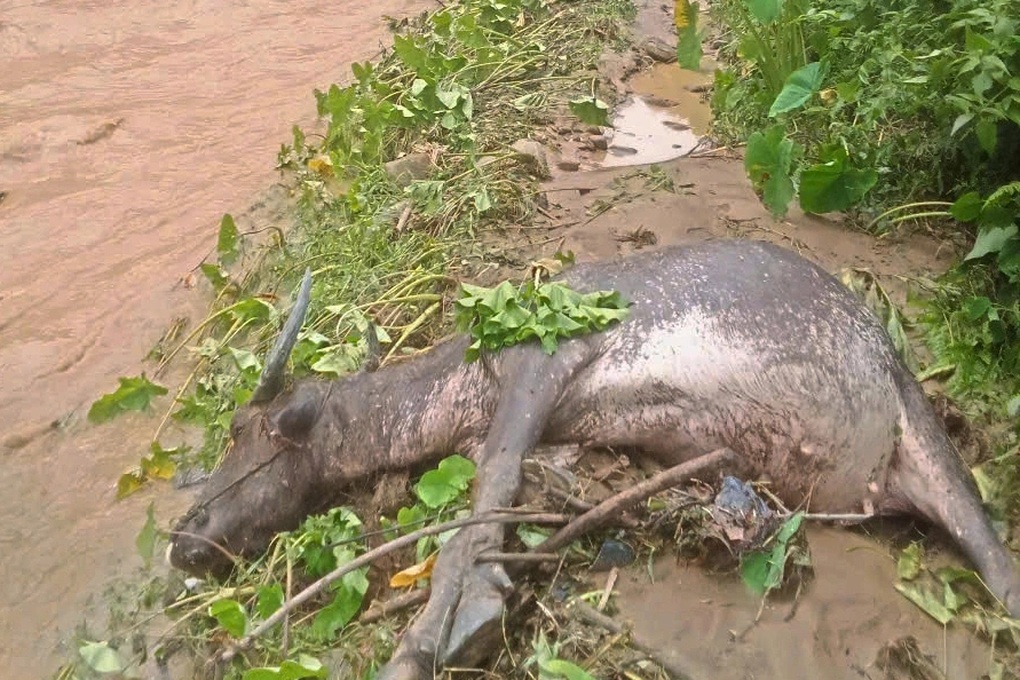 Lũ quét tràn về trong đêm, 12 hộ dân được di dời khẩn cấp - 2 Lũ quét tràn về trong đêm, 12 hộ dân được di dời khẩn cấp - 2