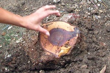 Thêm hàng loạt cây sưa đỏ bị “bức tử” giữa lòng Hà Nội