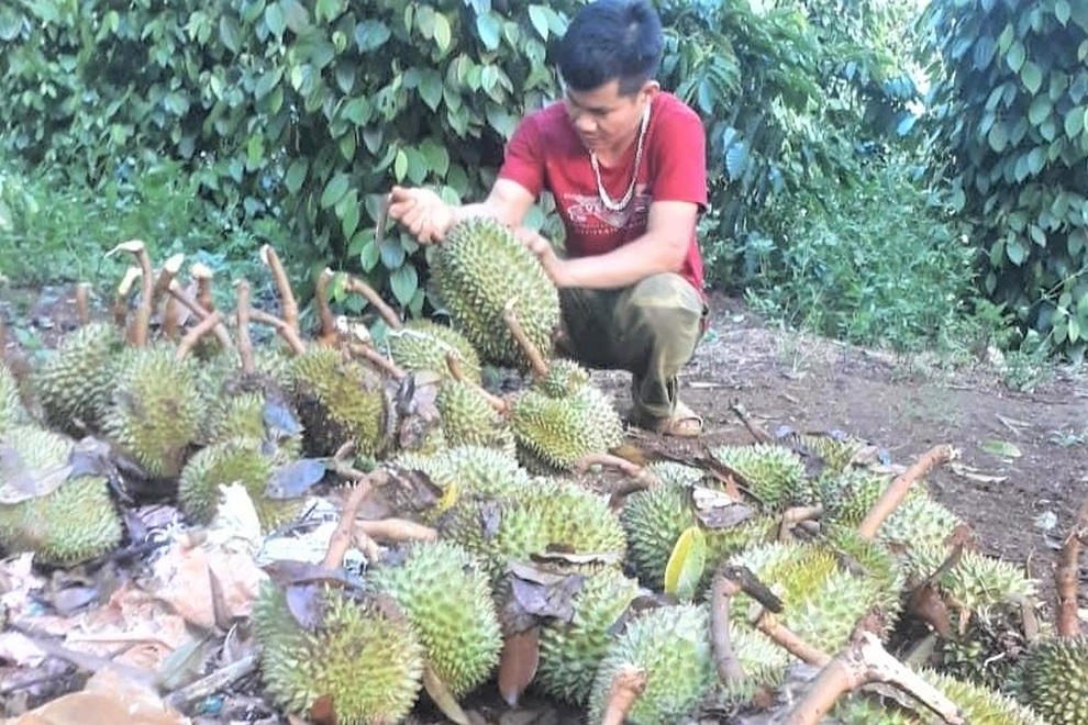 Sầu riêng rụng xanh gốc, nông dân tái mặt vì thất thu - 3 Sầu riêng rụng xanh gốc, nông dân tái mặt vì thất thu - 3
