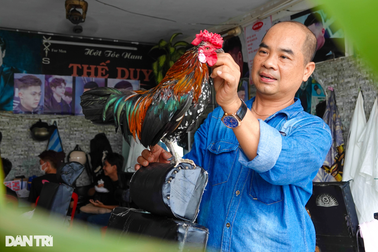 Chú gà thông minh của anh cắt tóc, biết đón khách và thích được vuốt ve