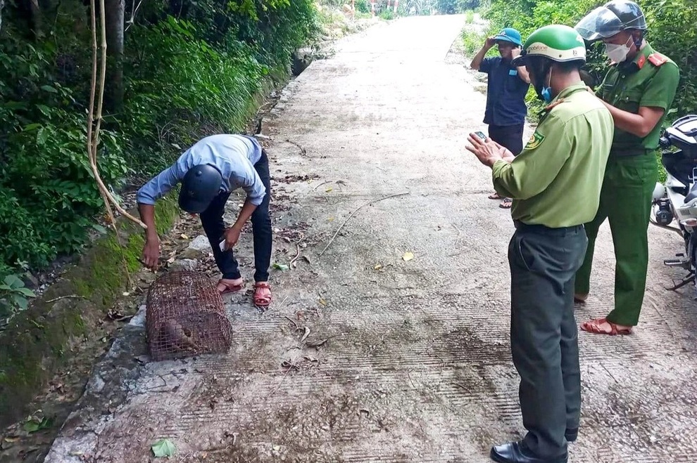 Phát hiện cá thể tê tê quý hiếm trong vườn nhà dân - 2 Phát hiện cá thể tê tê quý hiếm trong vườn nhà dân - 2