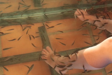 Nguy cơ nhiễm HIV qua việc mát xa bằng cá