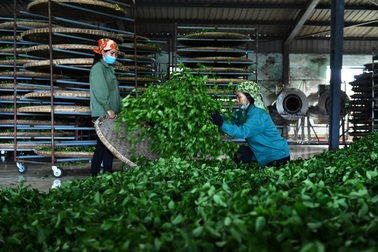 Ngành ngân hàng gỡ khó về tín dụng cho khu vực trung du, miền núi phía Bắc