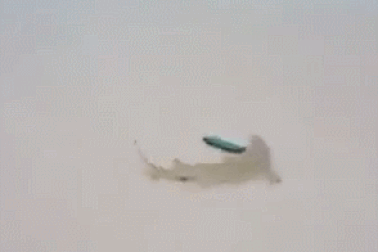 Khoảnh khắc hiếm gặp cá mập “bò” lên bờ để bắt cá