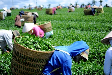 Lối thoát nào cho hàng ngàn hộ dân ở “thủ phủ” chè?