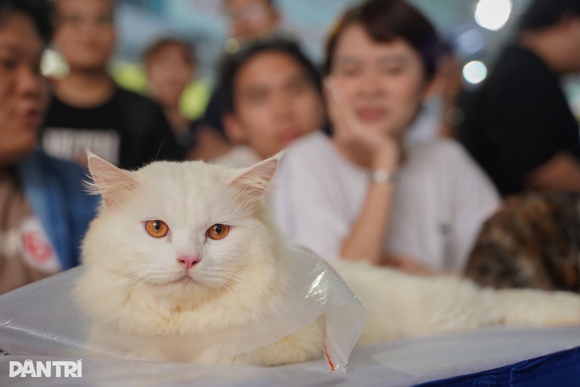 Giao lưu “chiến binh sắt”, dấu ấn đặc biệt tại Ngày hội Sinh vật cảnh TPHCM - 12 Giao lưu “chiến binh sắt”, dấu ấn đặc biệt tại Ngày hội Sinh vật cảnh TPHCM - 12