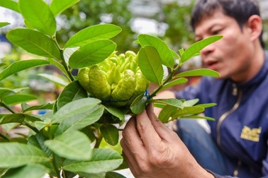 Phật thủ bon sai tiền triệu hút khách mua chơi Tết