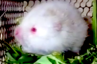 Bắt được con dúi trắng hiếm thấy khi đi rừng