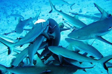 Bố mẹ để con gái 5 tuổi chơi chung với đàn cá mập