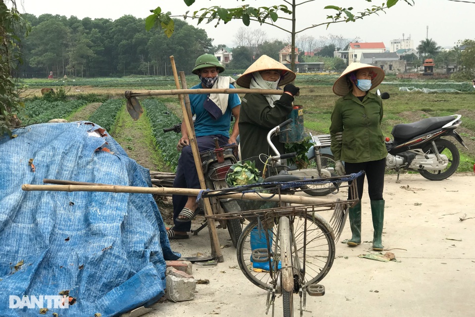 Rau củ thối rữa vứt đầy ruộng, nông dân Chí Linh nợ cả tỷ đồng tiền vay vốn - 13 Rau củ thối rữa vứt đầy ruộng, nông dân Chí Linh nợ cả tỷ đồng tiền vay vốn - 13