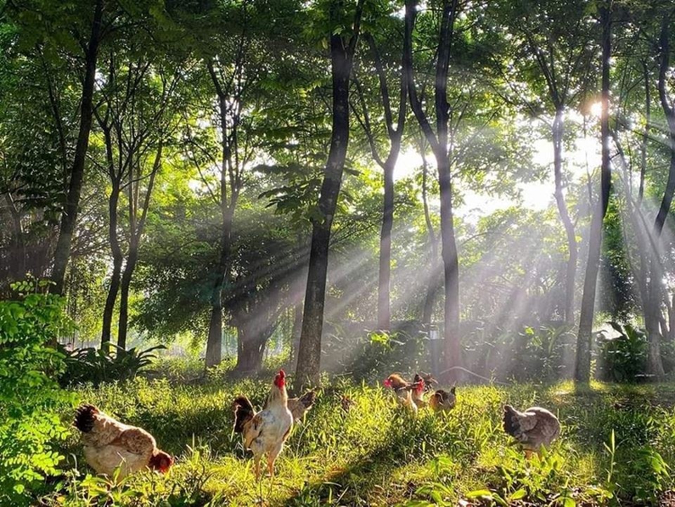 Bình minh có ‘bất cứ đâu’ tại khu đô thị ven Hà Nội - 9 Bình minh có ‘bất cứ đâu’ tại khu đô thị ven Hà Nội - 9