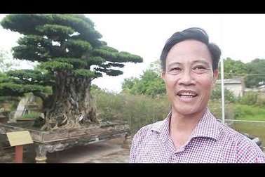 Ngọn cây sanh giá 28 tỷ đồng, vậy gốc cây giá bao nhiêu?