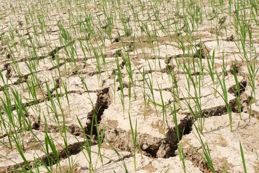 Nắng nóng kéo dài, hàng nghìn ha lúa có nguy cơ chết cháy