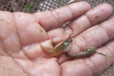 Đặc sản nòng nọc ở vùng cao Quảng Ngãi