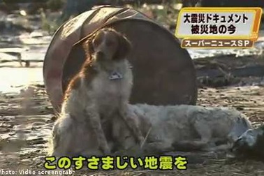 Cảm động chuyện một chú chó ở Nhật không bỏ bạn trong hoạn nạn