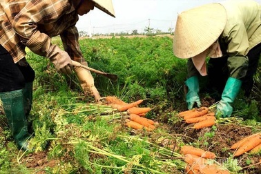 Mobifone chung tay giải cứu nông sản Hải Dương