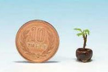 Chùm ảnh: Những bonsai siêu nhỏ