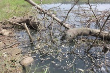 Cá chết nổi trắng đồng