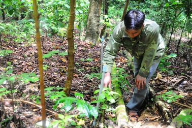 Phát triển sâm Ngọc Linh thành cây xóa đói giảm nghèo cho đồng bào dân tộc thiểu số