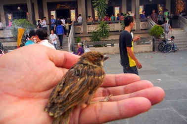 Số phận đáng thương của chim phóng sinh!