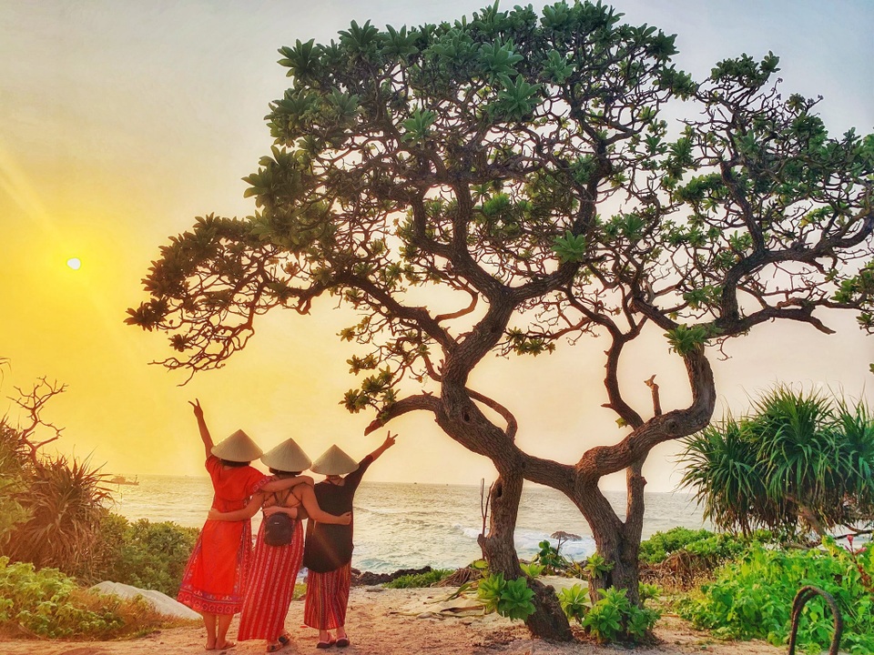 Cây phong ba “cô đơn” nổi tiếng ở đảo Lý Sơn bị quật gãy sau cơn bão - 6 Cây phong ba “cô đơn” nổi tiếng ở đảo Lý Sơn bị quật gãy sau cơn bão - 6
