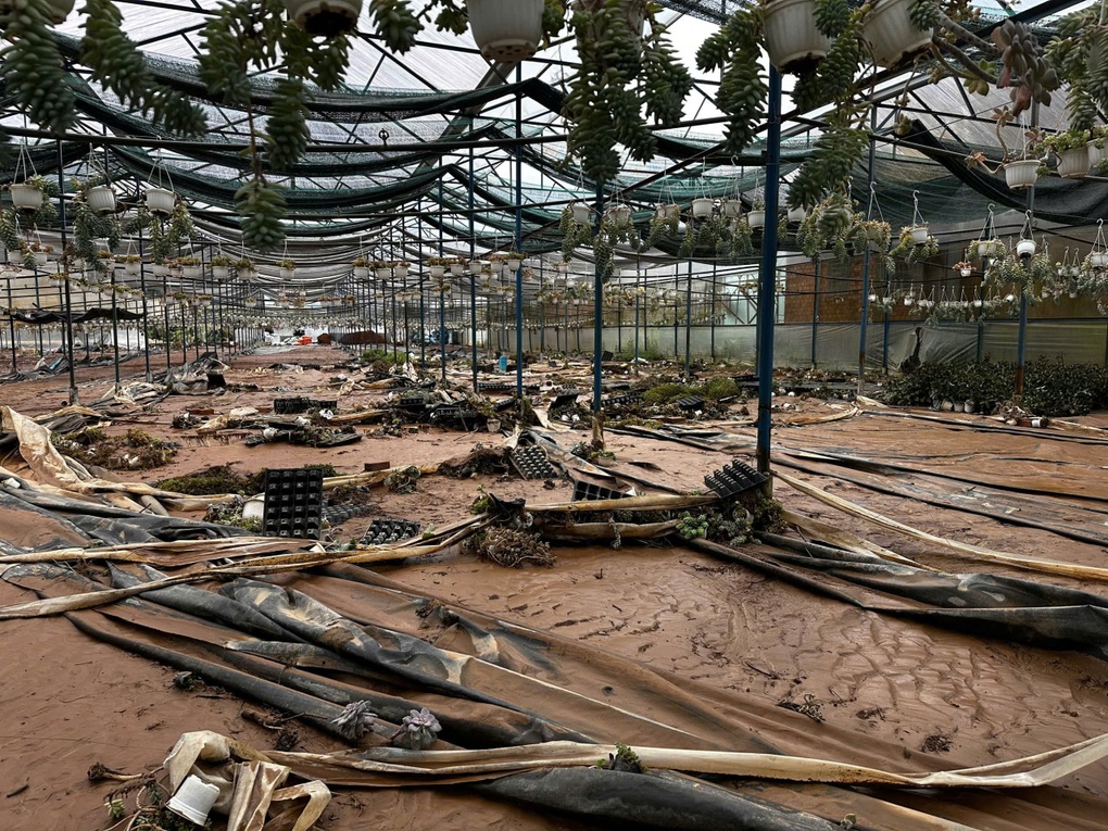 Chủ vườn sen đá 3.000m2 ở Lâm Đồng thiệt hại tiền tỷ sau trận lũ - 1