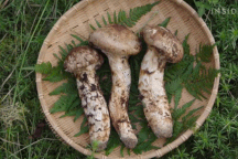 Loài nấm được ví "của trời cho", giá bạc triệu/cây ở Nhật Bản